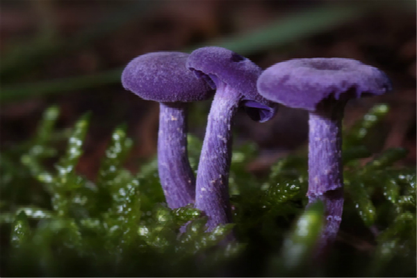 贺兰山野生紫蘑菇_meitu_4.jpg