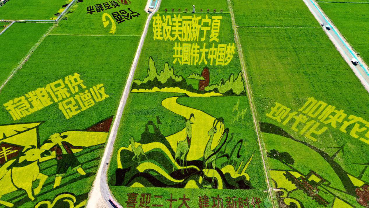 宁夏稻渔空间生态观光园